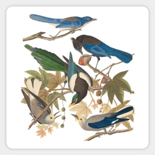 Birds of John James Audubon Magnet